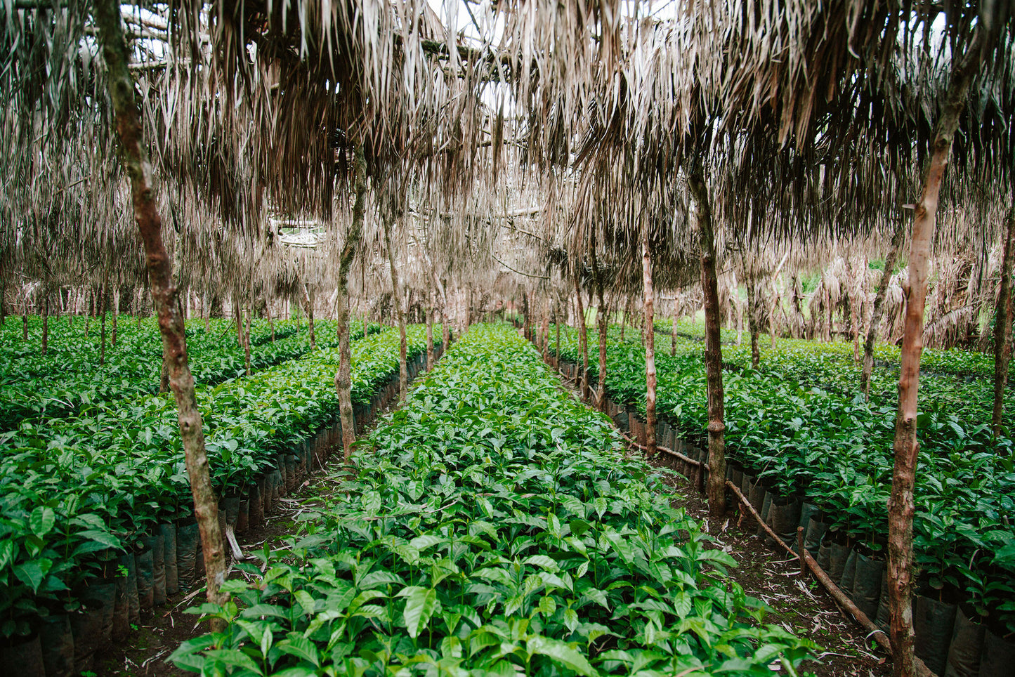 Tega & Tula - Éthiopie