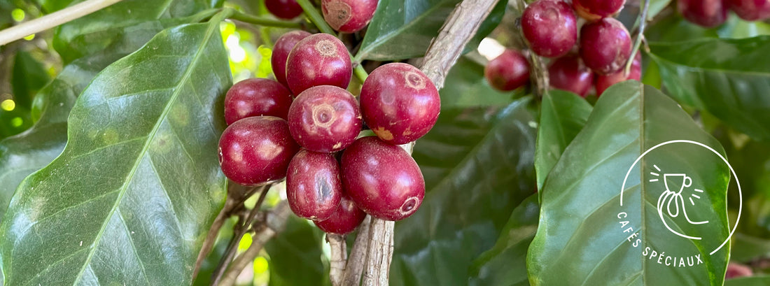 Cerises de café mûres provenant de la ferme Rio Brilhante au Brésil.