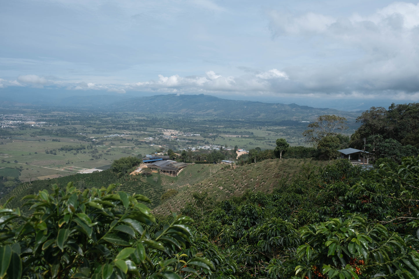 Purple Tropical - Finca Monteblanco (Colombie)