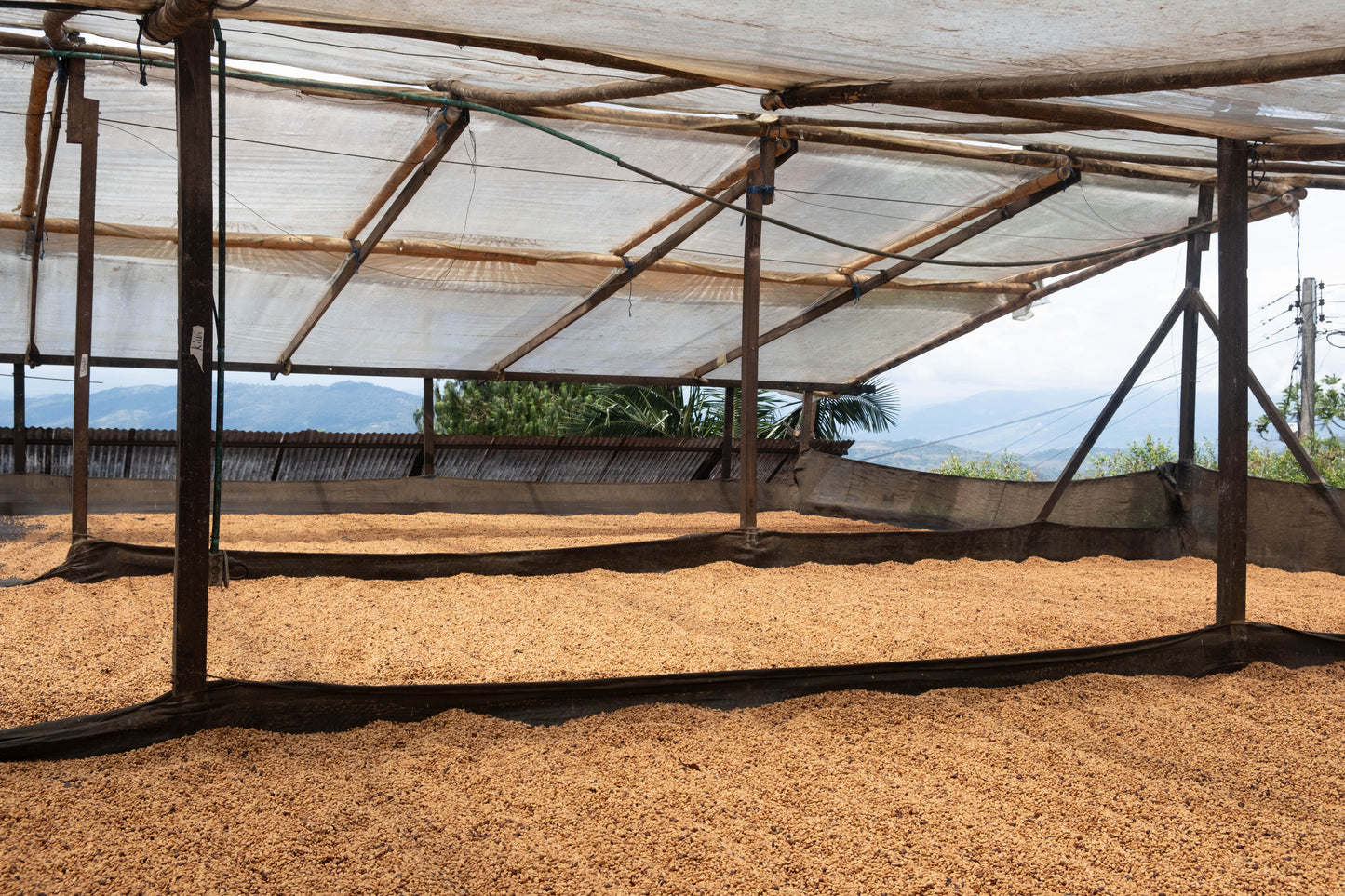 Purple Tropical - Finca Monteblanco (Colombie)