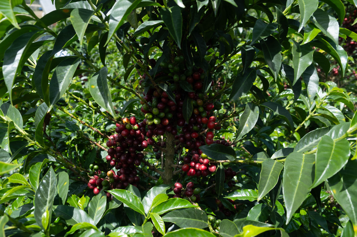 Purple Tropical - Finca Monteblanco (Colombie)