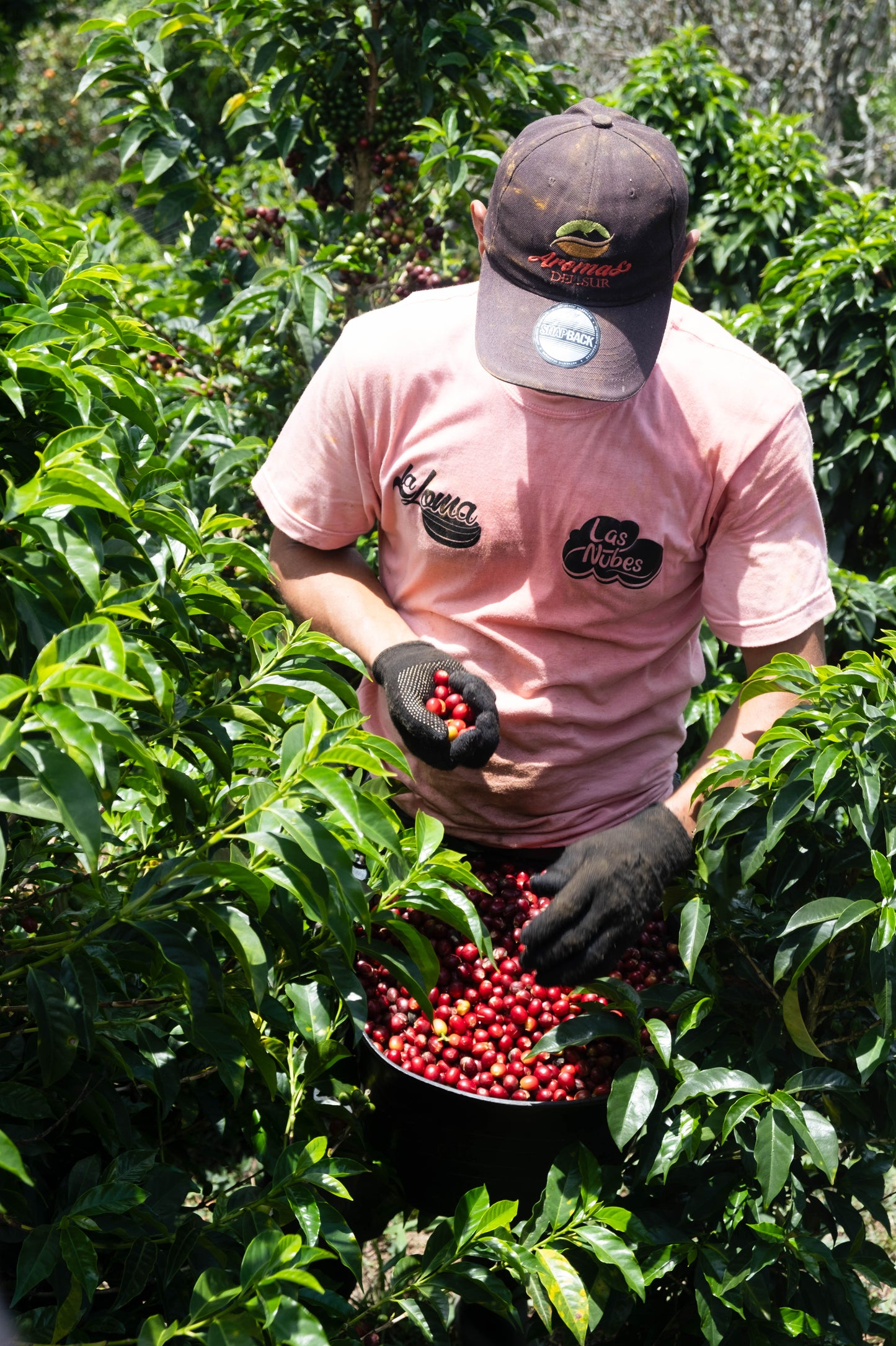 Purple Tropical - Finca Monteblanco (Colombie)