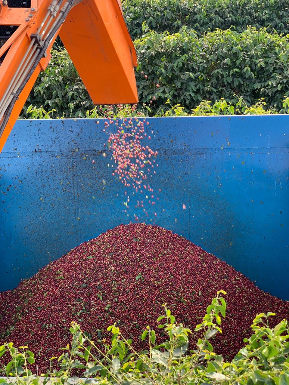 Amora - Rio Brilhante & Los Volcanes (Brésil)