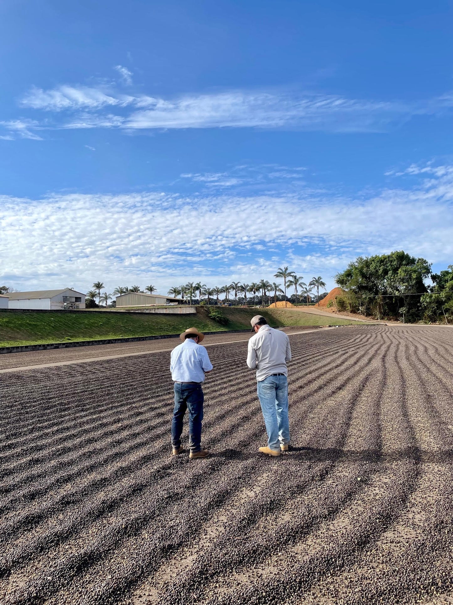 Morango - Rio Brilhante & Los Volcanes (Brésil)
