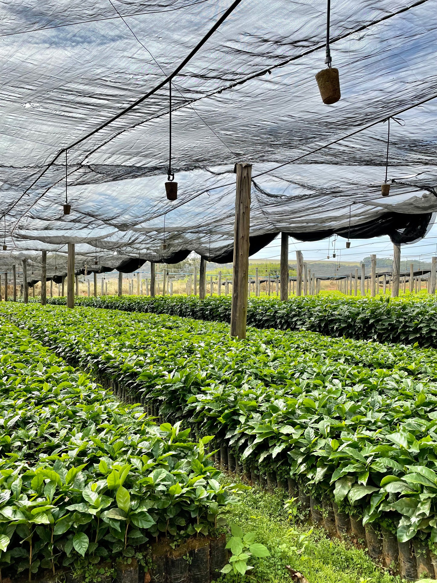 Morango - Rio Brilhante & Los Volcanes (Brésil)