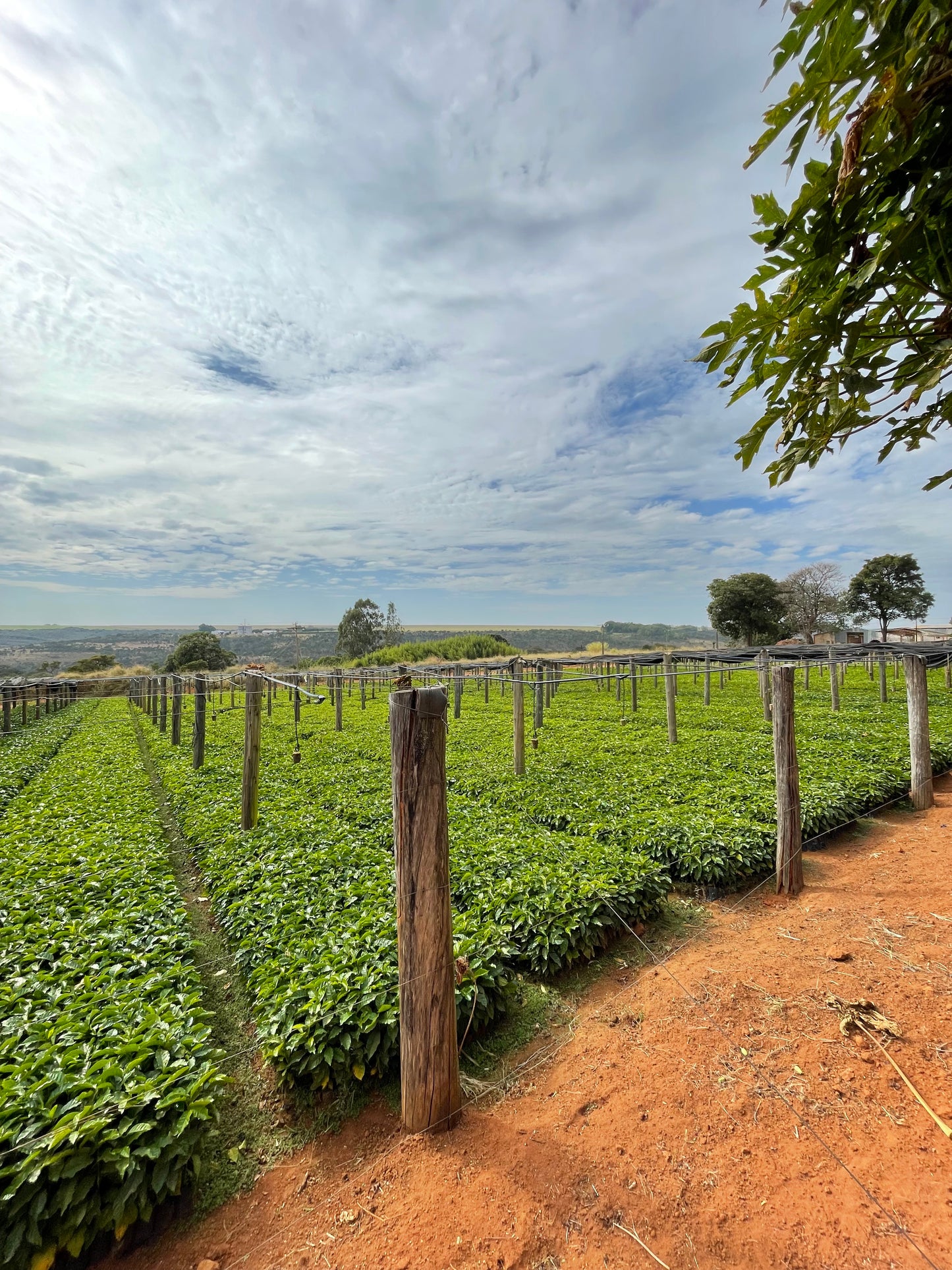Morango - Rio Brilhante & Los Volcanes (Brésil)